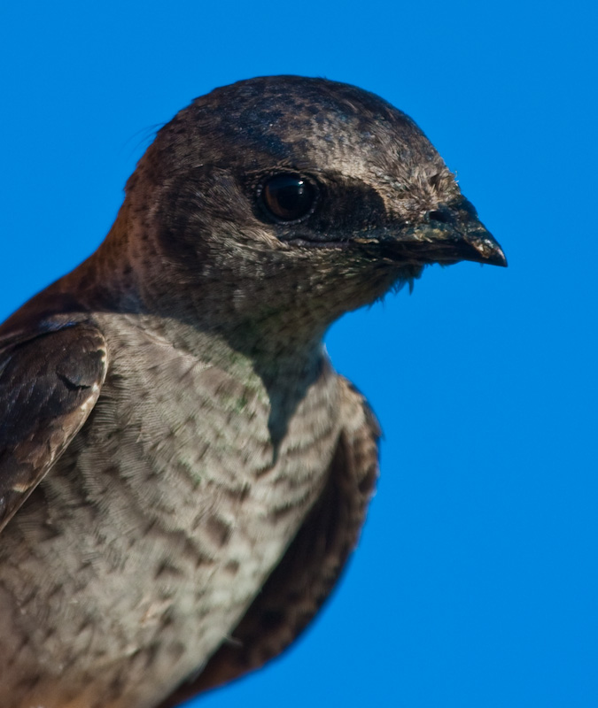 Purple Martin